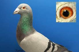 Image result for Abbeyton & Broomfield Racing Pigeons