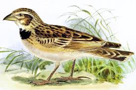 Image result for Melanocorypha bimaculata