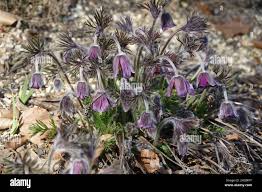 Attēlu rezultāti vaicājumam “Pulsatilla pratensis”