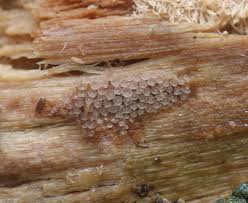 Attēlu rezultāti vaicājumam “Merismodes anomala”