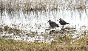 Image result for Limosa haemastica