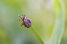 Attēlu rezultāti vaicājumam “Acari”