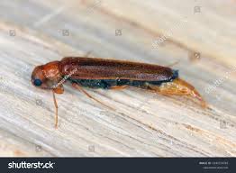 Attēlu rezultāti vaicājumam “Hylecoetus dermestoides”