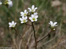 Attēlu rezultāti vaicājumam “Saxifraga granulata leaf”