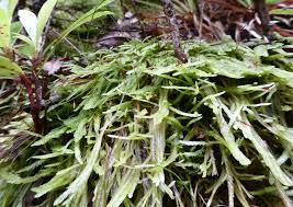 Attēlu rezultāti vaicājumam “Plagiothecium sp.”