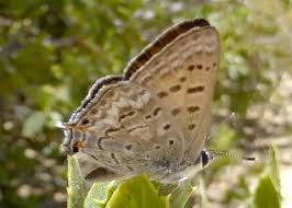 Attēlu rezultāti vaicājumam “Lycogala sphaeroconicum young”