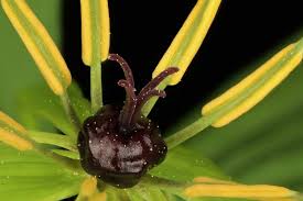Attēlu rezultāti vaicājumam “Paris quadrifolia flower”
