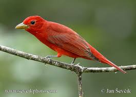 Image result for Piranga rubra