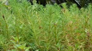 Attēlu rezultāti vaicājumam “Didymiaceae”