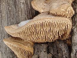 Attēlu rezultāti vaicājumam “Daedalea quercina”