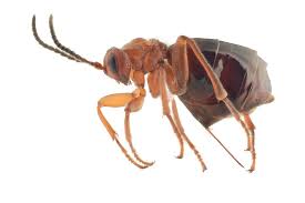 Attēlu rezultāti vaicājumam “Biorhiza pallida”