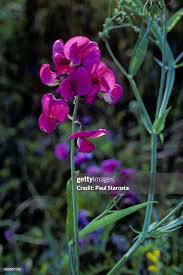 Attēlu rezultāti vaicājumam “Lathyrus latifolius”