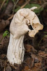 Attēlu rezultāti vaicājumam “Helvella crispa”