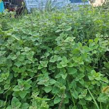 Image result for Oregano