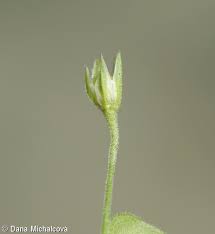 Attēlu rezultāti vaicājumam “Moehringia trinervia bud”