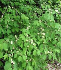 Attēlu rezultāti vaicājumam “Lonicera xylosteum”
