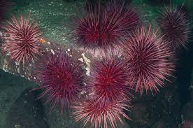 Image result for Mesocentrotus franciscanus