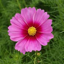 Image result for Cosmos bipinnatus