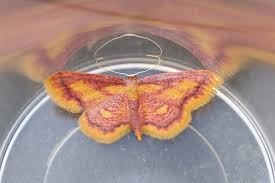 Attēlu rezultāti vaicājumam “Idaea muricata”