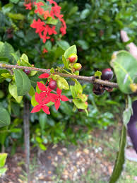 Attēlu rezultāti vaicājumam “Geranium bohemicum fruit”