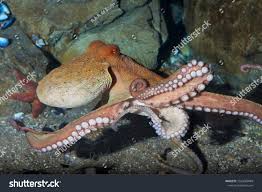 Image result for Enteroctopus dofleini
