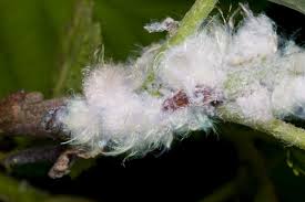 Attēlu rezultāti vaicājumam “Psylla alni nymph”