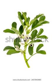 Attēlu rezultāti vaicājumam “Vicia faba leaf”