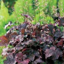 Image result for HEUCHERA americana 'Palace Purple Auslese'