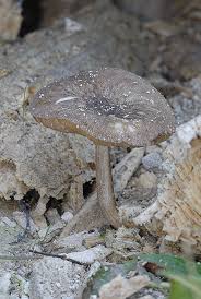 Attēlu rezultāti vaicājumam “Pluteus umbrosus”