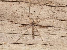 Attēlu rezultāti vaicājumam “Epiphragma ocellare”