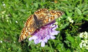 Attēlu rezultāti vaicājumam “Melitaea phoebe upperside”