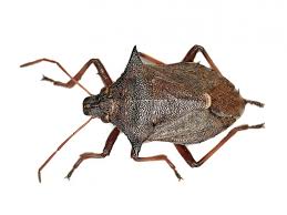 Attēlu rezultāti vaicājumam “Picromerus bidens”