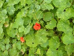 Image result for Tropaeolum majus