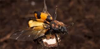 Attēlu rezultāti vaicājumam “Nicrophorus vespilloides”