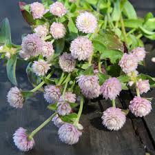 Image result for Kugelamarant