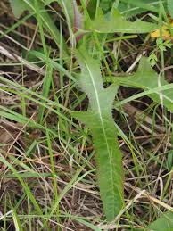 Attēlu rezultāti vaicājumam “Sonchus arvensis subsp. uliginosus leaf”