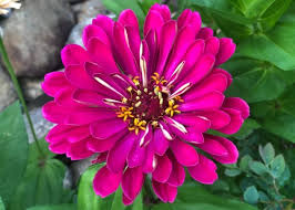 Attēlu rezultāti vaicājumam “Asteraceae”