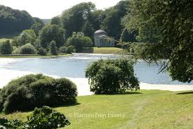 Attēlu rezultāti vaicājumam “Fraxinus excelsior Pendula”