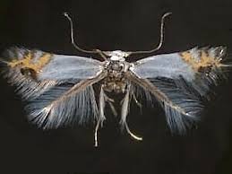 Attēlu rezultāti vaicājumam “Lyonetiidae”