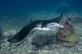 Image result for Mobula alfredi