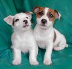 dog insurance