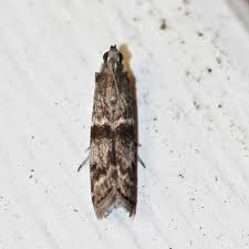 Attēlu rezultāti vaicājumam “Zophodia grossulariella”