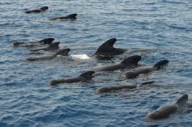 Image result for Globicephala melas