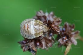 Attēlu rezultāti vaicājumam “Tritomegas bicolor imago”