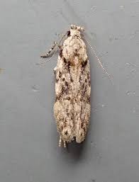 Attēlu rezultāti vaicājumam “Carpatolechia proximella”