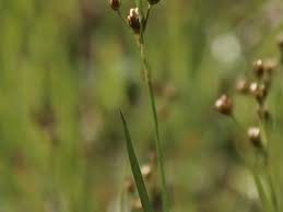 Attēlu rezultāti vaicājumam “Juncus alpinoarticulatus leaf”