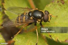 Attēlu rezultāti vaicājumam “Sericomyia silentis”