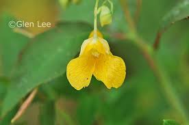 Attēlu rezultāti vaicājumam “Impatiens noli-tangere leaf”