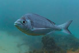 Image result for Spondyliosoma cantharus