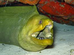 Image result for Gymnothorax funebris